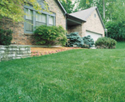 use an organic weed killer for a beautifuly natural healthy lawn!